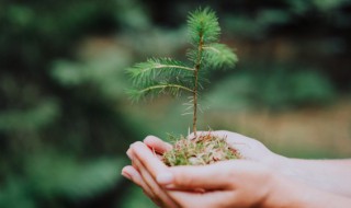 移栽松树不死的方法 松树的移栽不死的方法