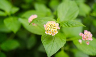 五彩梅的养殖方法和注意事项（五彩梅怎么栽种）