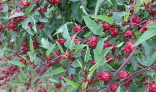 红桃k的种植方法 红桃k的种植方法图片