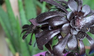 黑法师的繁殖方法 黑法师的繁殖方法有哪些