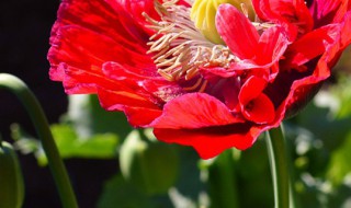 北方罂粟种植时间和方法（北方罂粟花种植时间和方法）