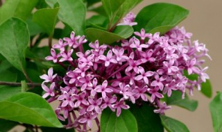 丁香的繁殖方法（丁香的繁殖方法和过程）