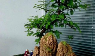 水杉盆景的养殖方法（水杉盆景的养殖方法百度）