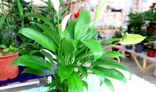 小白掌的养殖方法和注意事项 小白掌怎么养