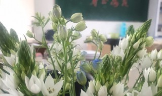 圣心百合的养殖方法和技巧 圣心百合的养殖方法和技巧升星百合