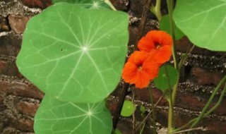 旱金莲的繁殖方法 旱金莲的繁殖方法有哪些