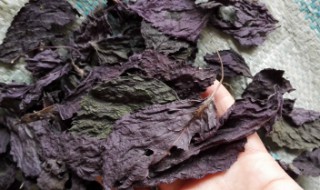 紫苏叶晒干方法（紫苏叶子晒干了怎么吃）