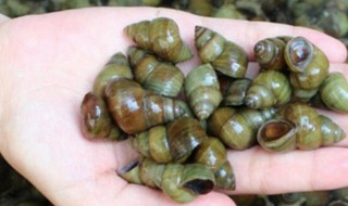 田螺苗到成螺要几个月 田螺几个月繁殖