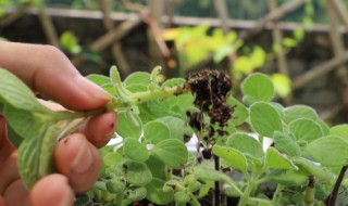 碰碰香的繁殖方法（碰碰香的繁殖方式）