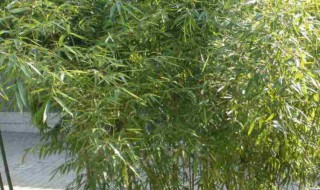 竹子种植时间和方法 竹子种植时间和方法介绍