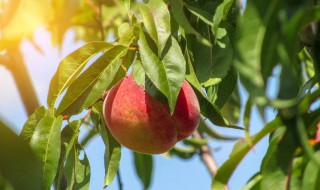 桃树夏剪的时间与方法 桃树需要修剪吗