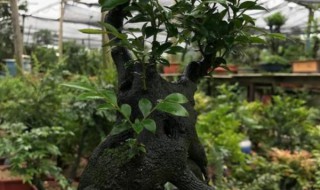 黑骨茶的养殖方法和注意事项（黑骨茶的养殖方法和注意事项黑骨茶树干发白是怎么了）