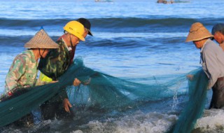 翘嘴鱼苗什么季节投放 翘嘴鱼苗什么季节投放最好