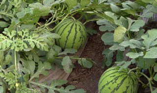 种西瓜的方法和枝术（西瓜栽培枝术）