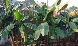 室内芭蕉的养殖方法和注意事项 室内芭蕉的养殖方法和注意事项有哪些