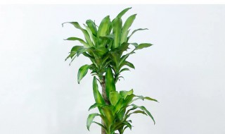 盆栽巴西木养殖方法和注意事项 盆栽巴西木养殖方法和注意事项分享