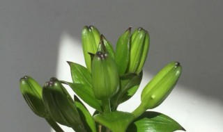 百合花盆栽的分盆方法（百合花怎么分盆栽）