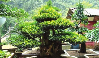 中华蚊母的养殖方法和注意事项（中华蚊母的养殖方法和注意事项）