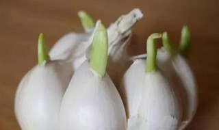 怎样防止大蒜发芽简单的方法 防止大蒜发芽的方法控制发芽