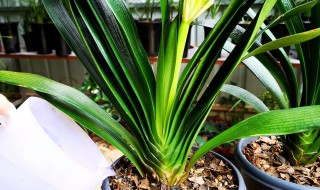 君子兰的养殖方法和浇水时间（君子兰的养殖方法和浇水时间图片）