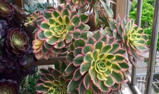 法师多肉养殖方法夏季（法师多肉春夏秋冬养殖方法）