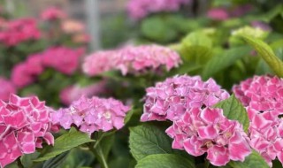 小仙女花的养殖方法和注意事项（小仙女花的养殖方法和注意事项视频）