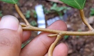 嫁接有哪几种方法（嫁接有哪几种方法以及意义）