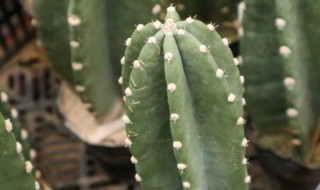 量天尺的繁殖方法 量天尺的养殖方法及扦插繁殖方法