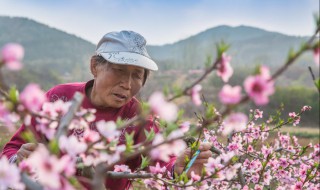 桃树喷雾授粉的方法（桃树授粉新方法）