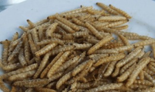 养蛆的最佳方法（养蛆的最佳方法视频）