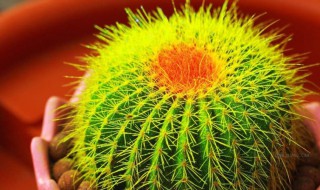 仙人球最佳配土方法 仙人球最佳配土方法介绍