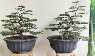 真柏浇水方法（真柏浇水方法和用量）