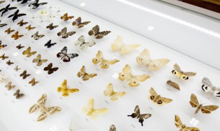 蝴蝶破茧成蝶的过程 蝴蝶破茧成蝶的过程图片