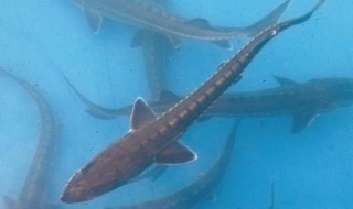 中华鲟有刺吗（中华鲟的刺多吗）