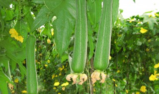 丝瓜栽培窝藤压蔓方法 丝瓜栽培窝藤压蔓的方法