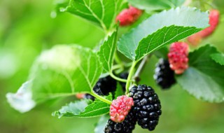 家蚕发育的四个时期 家蚕发育的四个时期视频