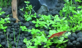 爬地珍珠的种植方法（爬地珍珠的种植方法和技术）