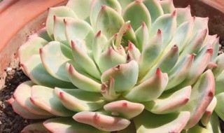 多肉吉娃娃的养殖方法（多肉吉娃娃的养殖方法和技巧）