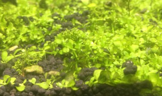 水草溶叶最有效的方法 水草溶叶最有效的方法是什么