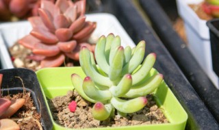 多肉叶插的方法 多肉叶插的方法有几种