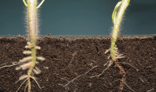 生根剂使用方法（萘乙酸生根剂使用方法）