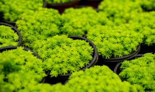 黄金草的养殖方法和注意事项 黄金草的养殖方法和注意事项