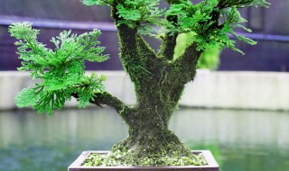 卷柏盆栽方法 卷柏盆栽方法没有底孔盆能栽吗