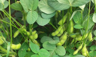 种豆角的方法和技术 豆角怎么种植方法如下