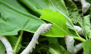 养桑蚕技术与方法 桑蚕的养殖技术