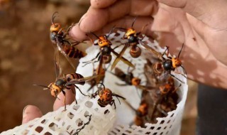 养马蜂窝养殖技术 养马蜂窝养殖技术书籍