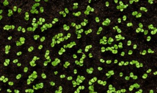 草莓种子泡水催芽的方法 草莓种子怎么泡发芽