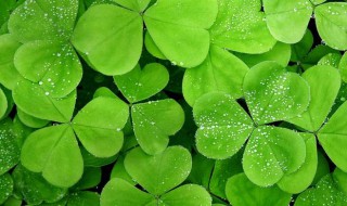 三叶草种植方法和时间 三叶草种植方法和时间视频