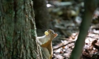 哪些动物植物过冬方式简单 哪些动物植物过冬方式简单一点