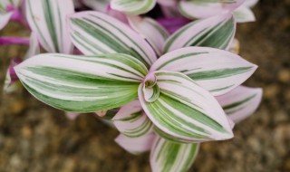 婚礼吊兰养殖方法（婚礼吊兰的养殖方法）